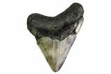 Bargain, Fossil Megalodon Tooth - North Carolina #153003-1